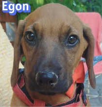 EGON, Hund, Bracken-Mix in Griechenland
