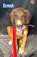 ERNST, Hund, Deutsche Bracke-Mix in Hirschberg