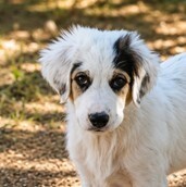 ATLAS, Hund, Mischlingshund in Griechenland
