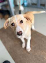 KASPAR, Hund, Mischlingshund in Rumänien