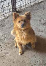 PADDINGTON, Hund, Mischlingshund in Rumänien