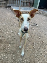 GRACE, Hund, Mischlingshund in Hamburg