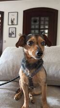 TATIANA, Hund, Mischlingshund in Seevetal