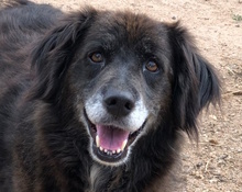 CAMY, Hund, Mischlingshund in Italien