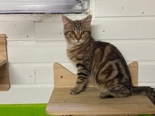 OLE, Katze, Europäisch Kurzhaar in Fürth