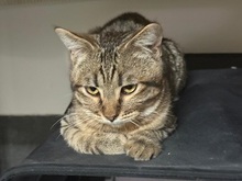 OLAF, Katze, Europäisch Kurzhaar in Fürth