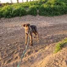 MILLA, Hund, Mischlingshund in Rumänien