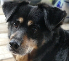 BERTA, Hund, Dackel-Mix in Siesbach