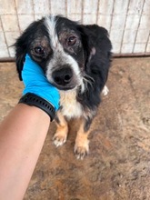 YOKO, Hund, Mischlingshund in Pottenstein