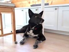 MICHELLE, Hund, Mischlingshund in Hohenschäftlarn