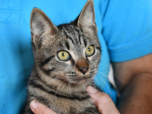 CARLO, Katze, Europäisch Kurzhaar in Kempen