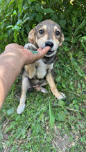 MILKA, Hund, Mischlingshund in Rumänien