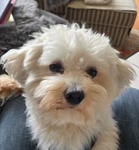 FLUFFY, Hund, Malteser in Hamburg
