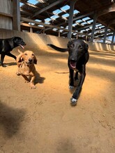AKIRA, Hund, Mischlingshund in Kerpen