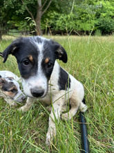 MIRA, Hund, Mischlingshund in Rumänien