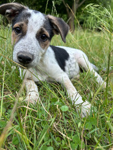PICA, Hund, Mischlingshund in Rumänien