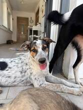 PICA, Hund, Mischlingshund in Voerde