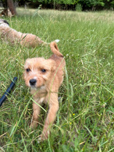 HILDA, Hund, Mischlingshund in Rumänien