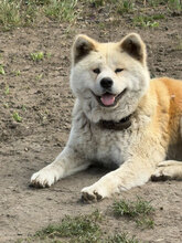MASCHA, Hund, Akita Inu in Rumänien