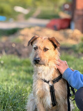 MALU, Hund, Mischlingshund in Rumänien