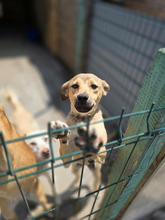 JULIETTE, Hund, Mischlingshund in Rumänien