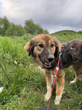 NINETTE, Hund, Mischlingshund in Rumänien