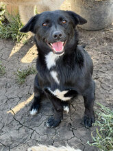 SANDRO, Hund, Mischlingshund in Rumänien