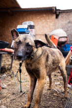 MILES, Hund, Malinois in Rumänien