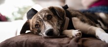 BLUE, Hund, Mischlingshund in Hannover