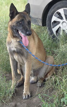 RANGO, Hund, Malinois in Rumänien