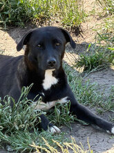 SASCHA, Hund, Mischlingshund in Rumänien
