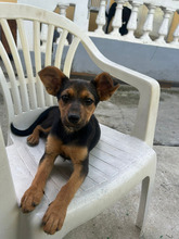 LEYA, Hund, Mischlingshund in Rumänien