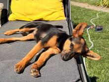 LEYA, Hund, Mischlingshund in Voerde