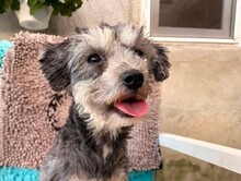 SANTANA, Hund, Mischlingshund in Rumänien