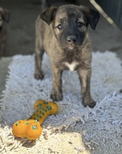 RANDO, Hund, Mischlingshund in Rumänien