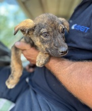 PEPPER, Hund, Mischlingshund in Rumänien