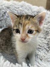 SANSA, Katze, Europäisch Kurzhaar in Ungarn