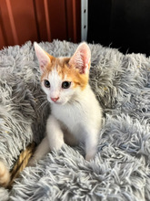 TORMUND, Katze, Europäisch Kurzhaar in Ungarn