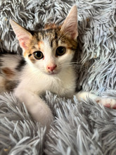 DAENERIS, Katze, Europäisch Kurzhaar in Ungarn
