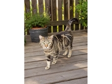 ZWEIKATER, Katze, Hauskatze in Freystadt