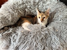 NYMERIA, Katze, Europäisch Kurzhaar in Ungarn