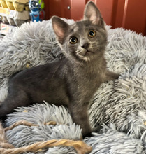 OLENNA, Katze, Europäisch Kurzhaar in Ungarn