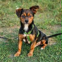 RONAN, Hund, Mischlingshund in Oer-Erkenschwick
