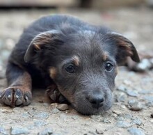 LORINA, Hund, Mischlingshund in Rumänien