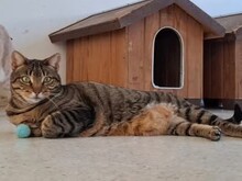 MARINI, Katze, Hauskatze in Spanien