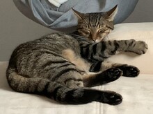 LUI, Katze, Hauskatze in Dillenburg