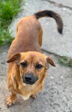 CHERIE, Hund, Mischlingshund in Rumänien