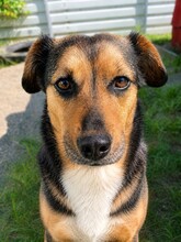 PEPPY, Hund, Mischlingshund in Rumänien