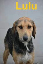 LULU, Hund, Mischlingshund in Bulgarien