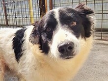 FINDUS, Hund, Mischlingshund in Rumänien